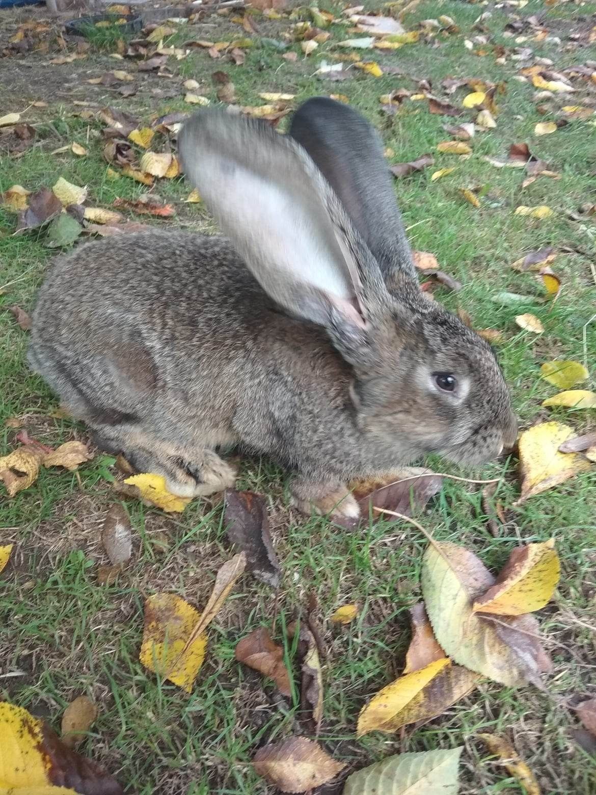 Królik króliki belgi olbrzymie szare srebne