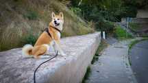 Akita inu suczka