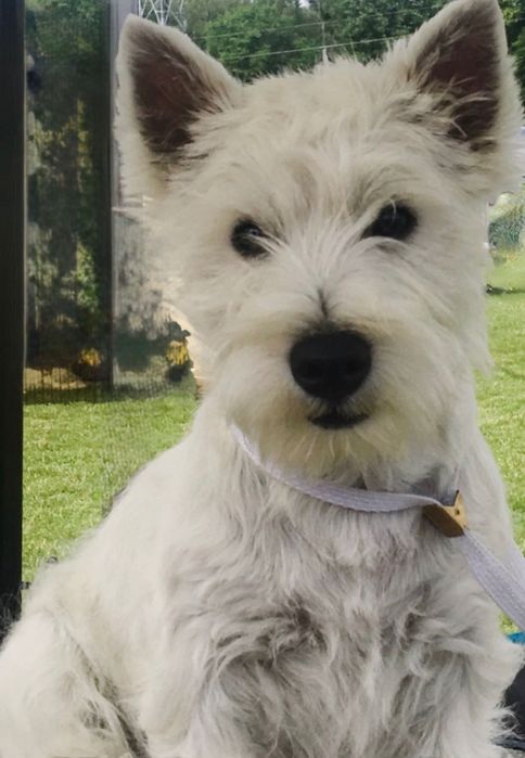 West Highland White Terrier - Taco Good Joke FCI fajny psiak :)