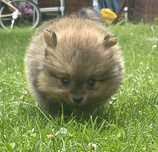 Szczeniak szpic miniaturowy pomeranian z rodowodem