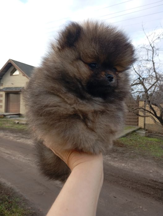 Два мини братика померанского шпица