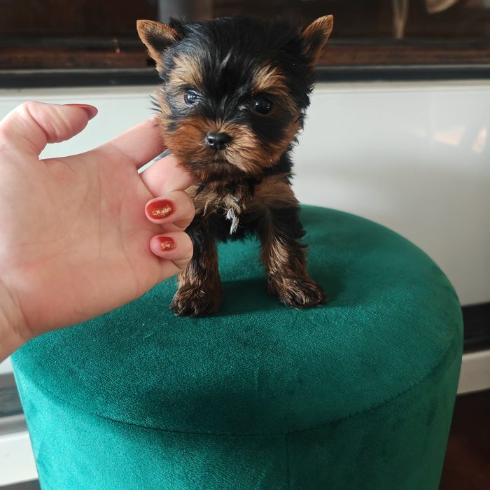York jork Yorkshire terrier MINI rodowód microchip wyprawka