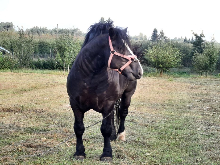 Sprzedam ogiera zimnokrwistego i inne konie zimnokrwiste