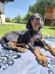 Doberman szczeniak