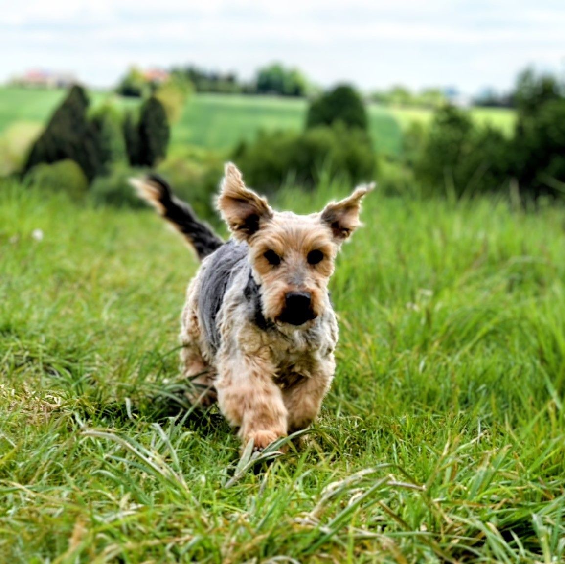 Starszy piesek do adopcji