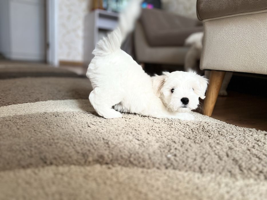 Мальтезе мальчик