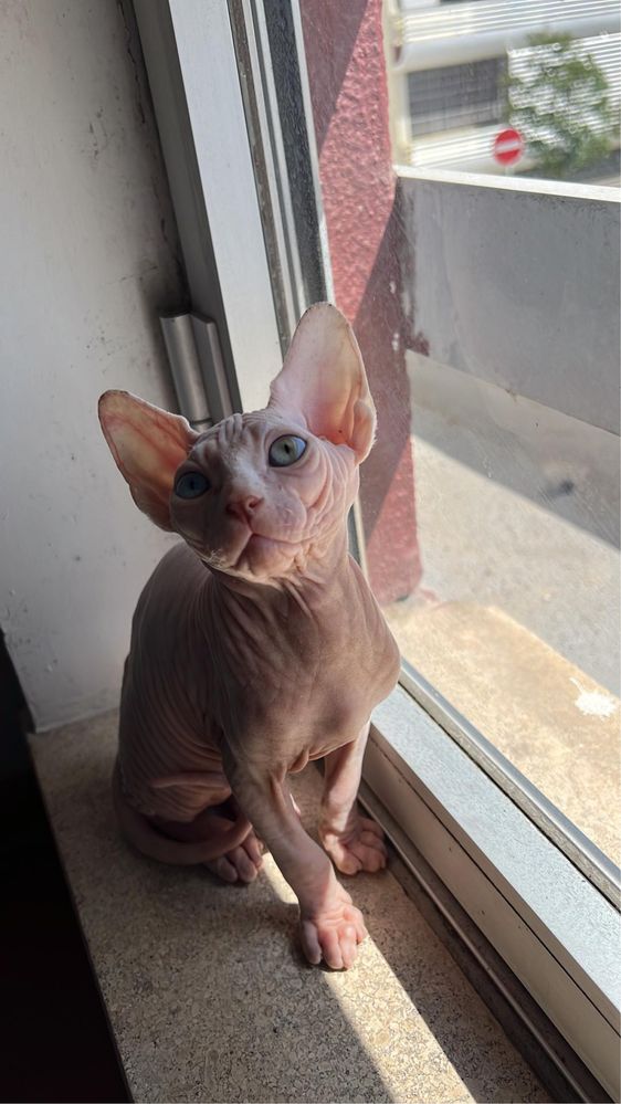 Canadian Sphynx disponivel