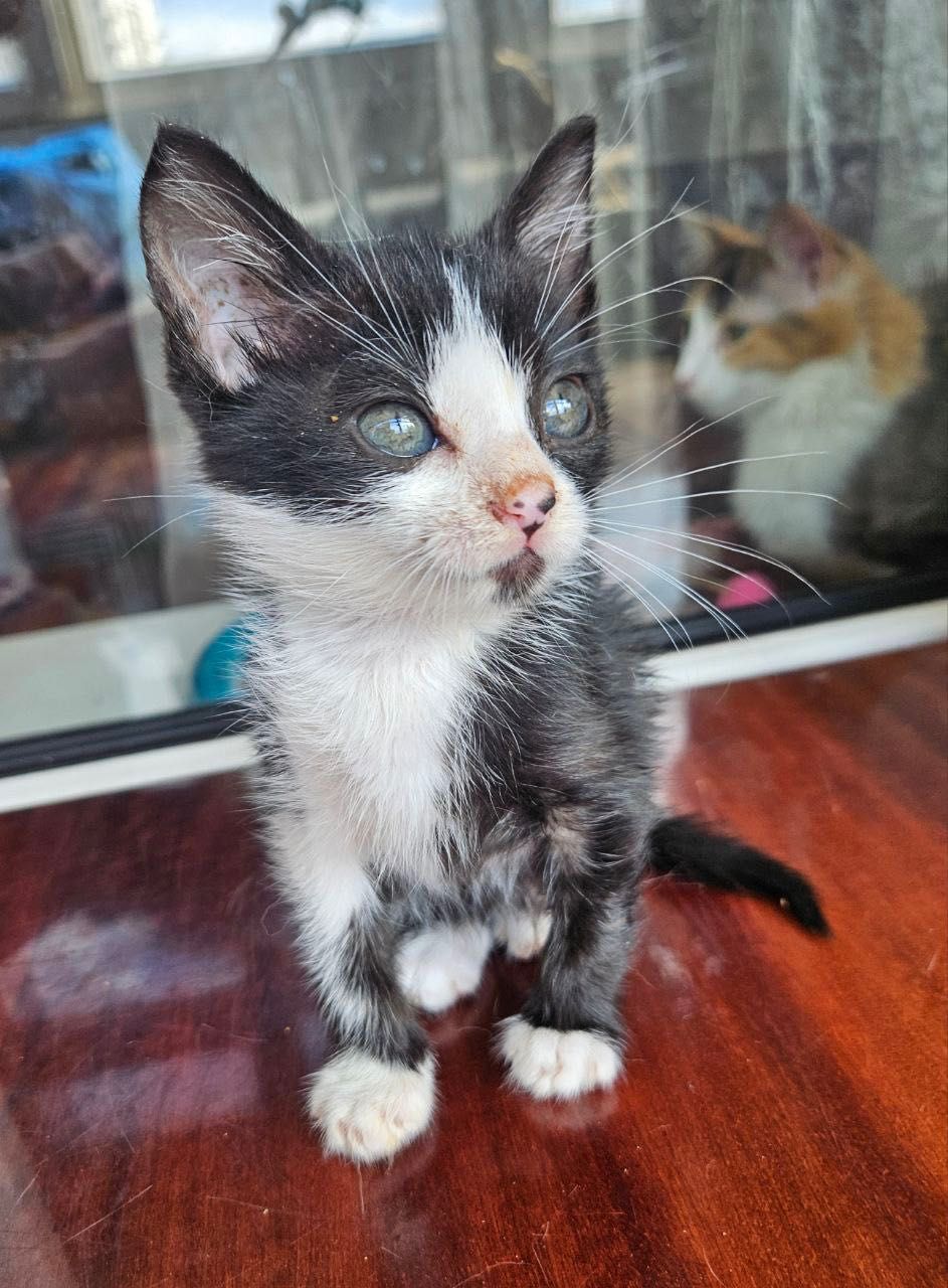Котята Бесплатно. Котенок