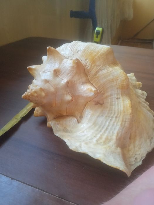 Ракушка правильной формы в идеальном состоянии СРОЧНО ТОРГ