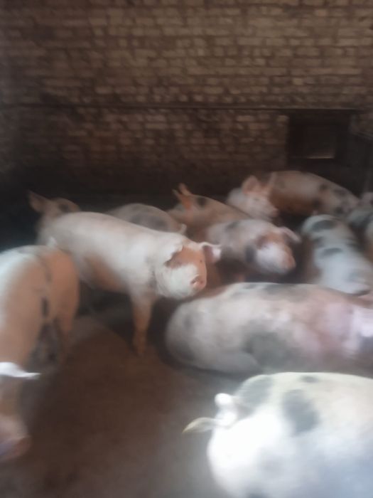 Продам свині живою вагою