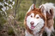 Rudy mix siberian husky i alaskan malamute. Duży pies w schronisku.