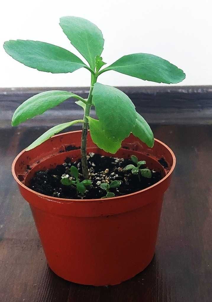 Żyworodka Kalanchoe pierzasta 19 cm z zaszczepkami - Cud w doniczce