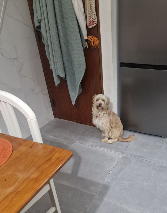 Adopção arraçado de podengo