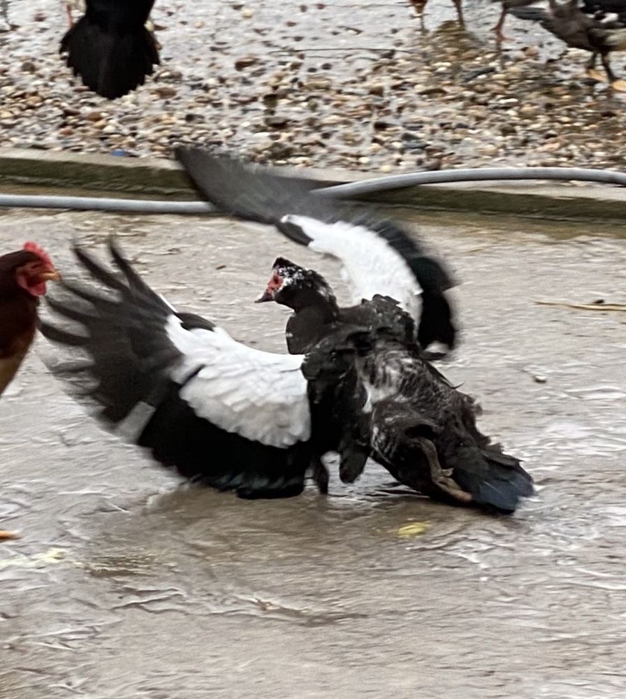 Patos mudos de varias cores