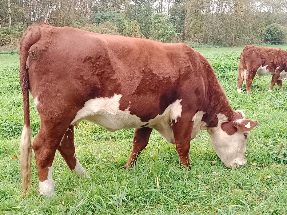 Hereford krowy krowa