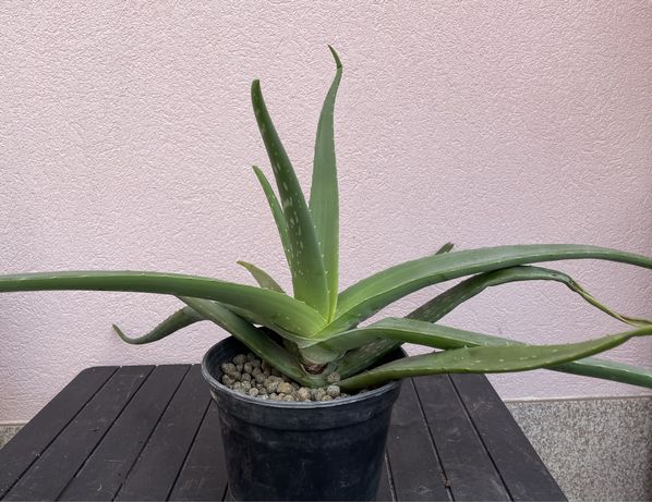 Planta suculenta Aloe vera