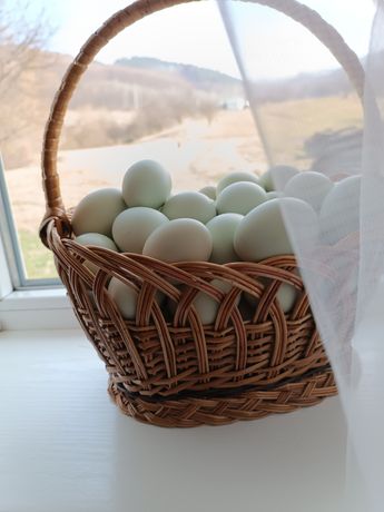 Домашні яйця Амераукана
