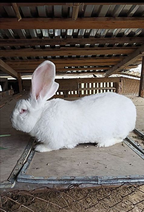 Бельгієць,самчик,кролі