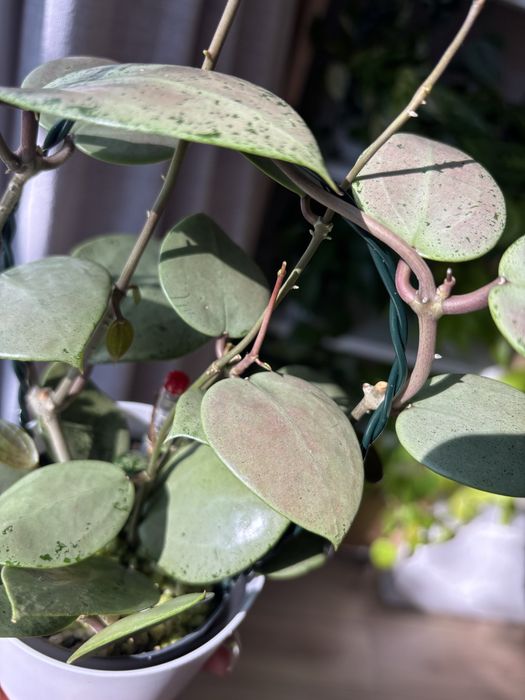 Hoya Hoja Verticillata Silver Heart 1w