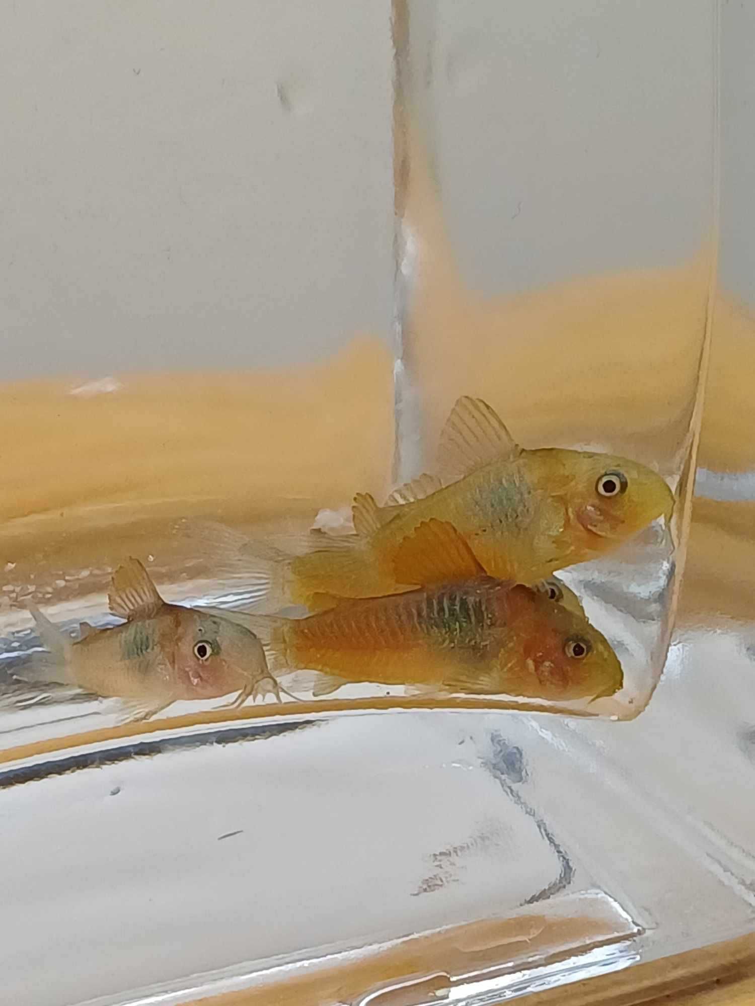 KIRYSEK - Corydoras Venezuela orange