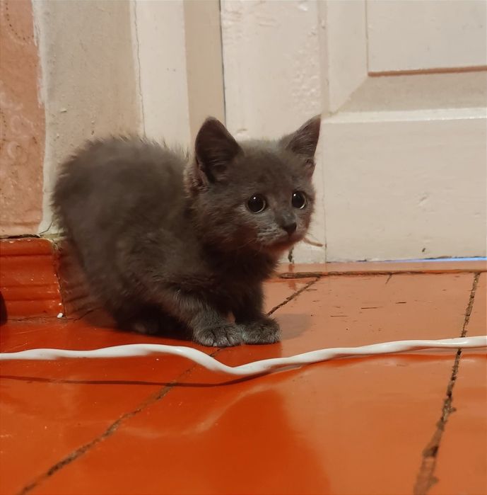 Віддам_ кошеня_ кішки_ леся