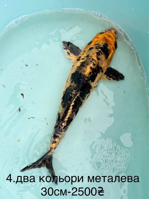 Короп коі кои карп Бойовий харківський штучний риба 20-50см