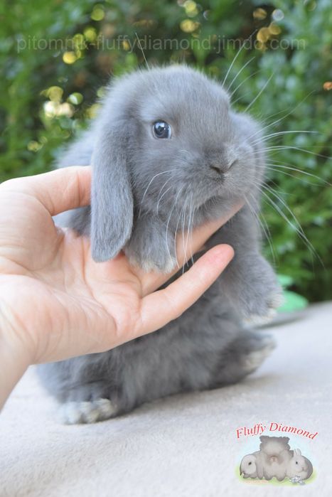 Кролики карликових порід! Висловухі кроленята готові до перееїзду!