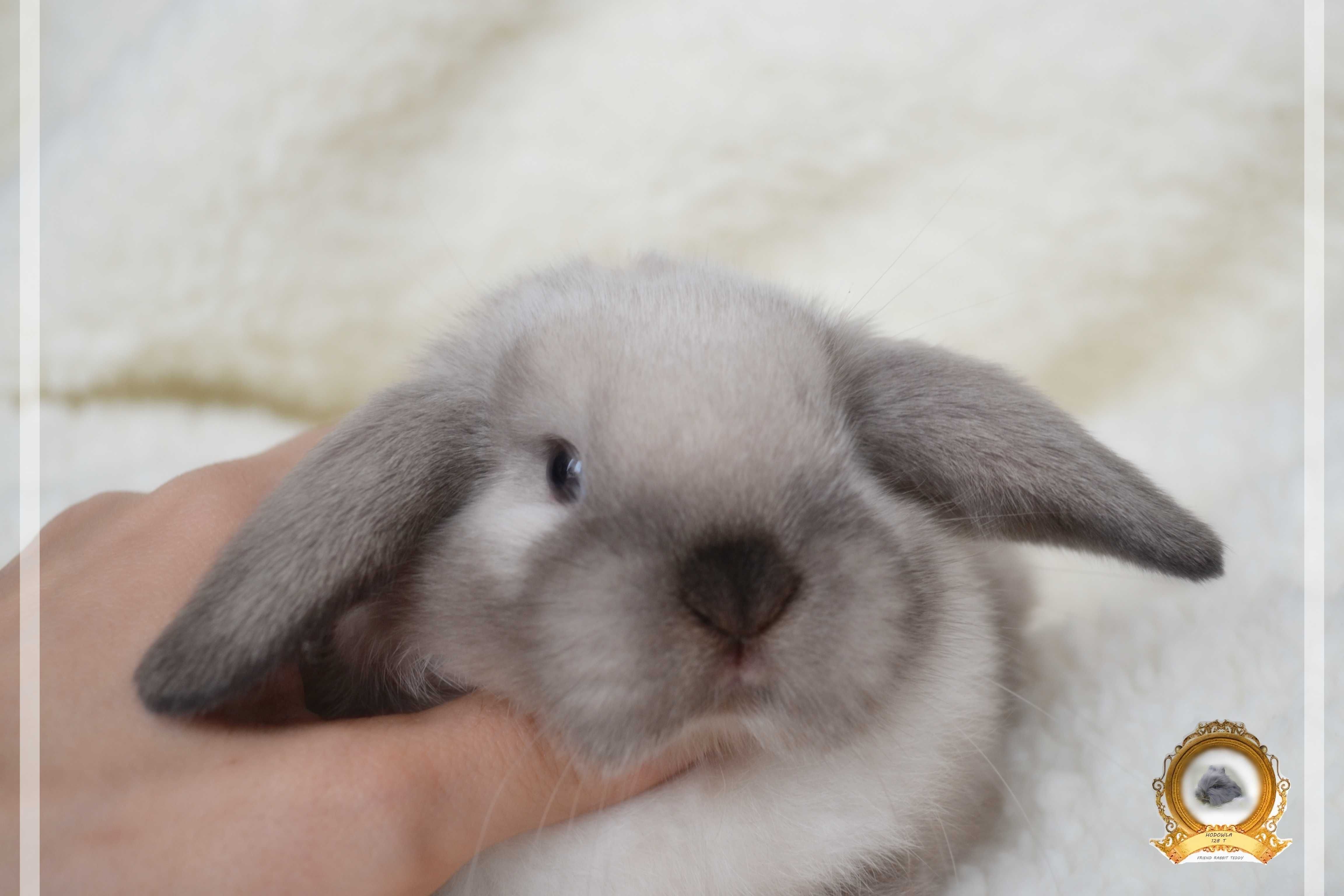 DO ODBIORU Króliki karzełki teddy lion niderland miniaturki mini lop