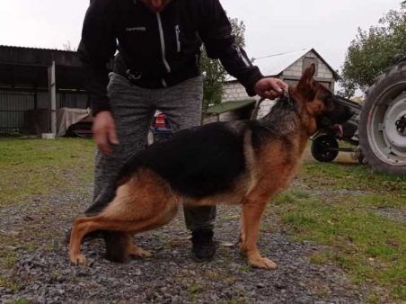 Owczarek niemiecki dorosła suka