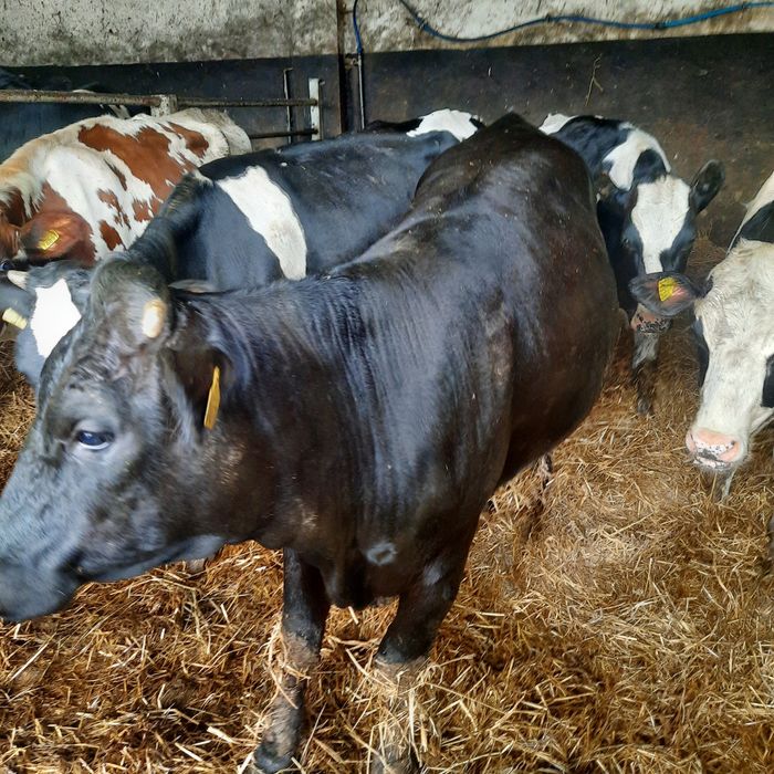 Sprzedam jalówki mieszańce limousine