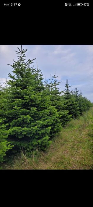 Choinka jodła kaukaska 350-400