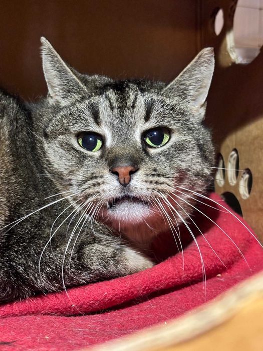 Nieśmiały kotek Rysiu do adopcji