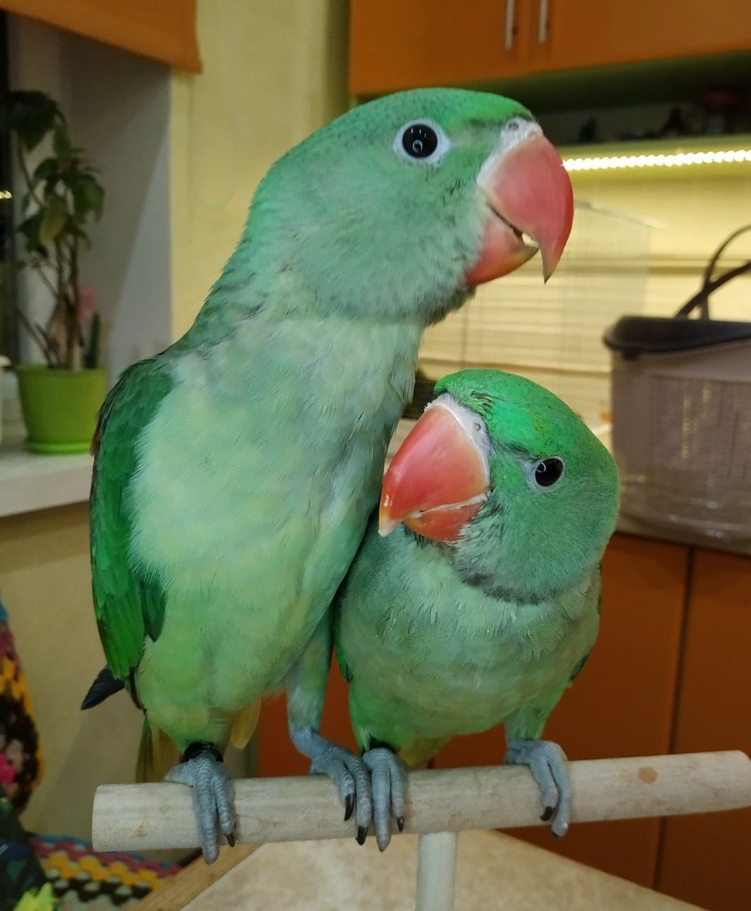 Александрійський папуга викормиш зелений, великий кільчастий папугай