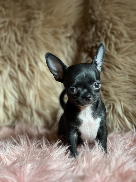 Chihuahua śliczny piesek