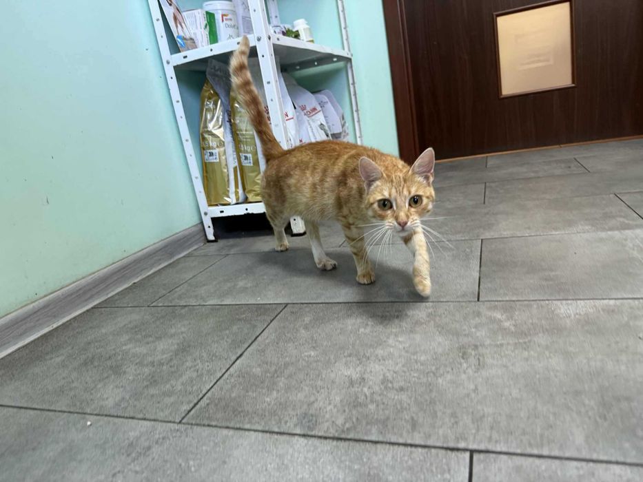 Agrafka - genialna młoda ruda kotka z niepełnosprawną łapką Adopcja!