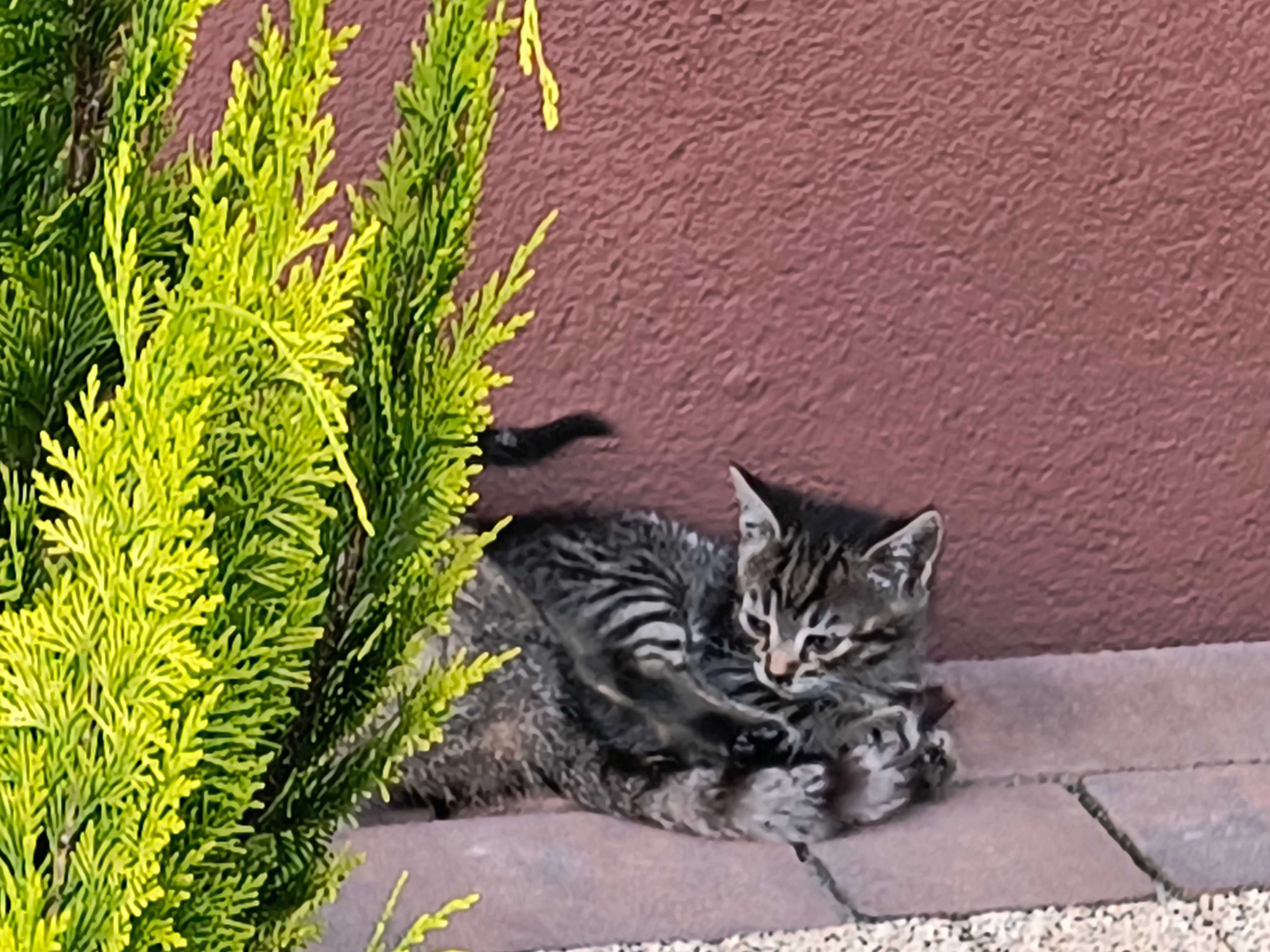 Oddam kotki w dobre ręce