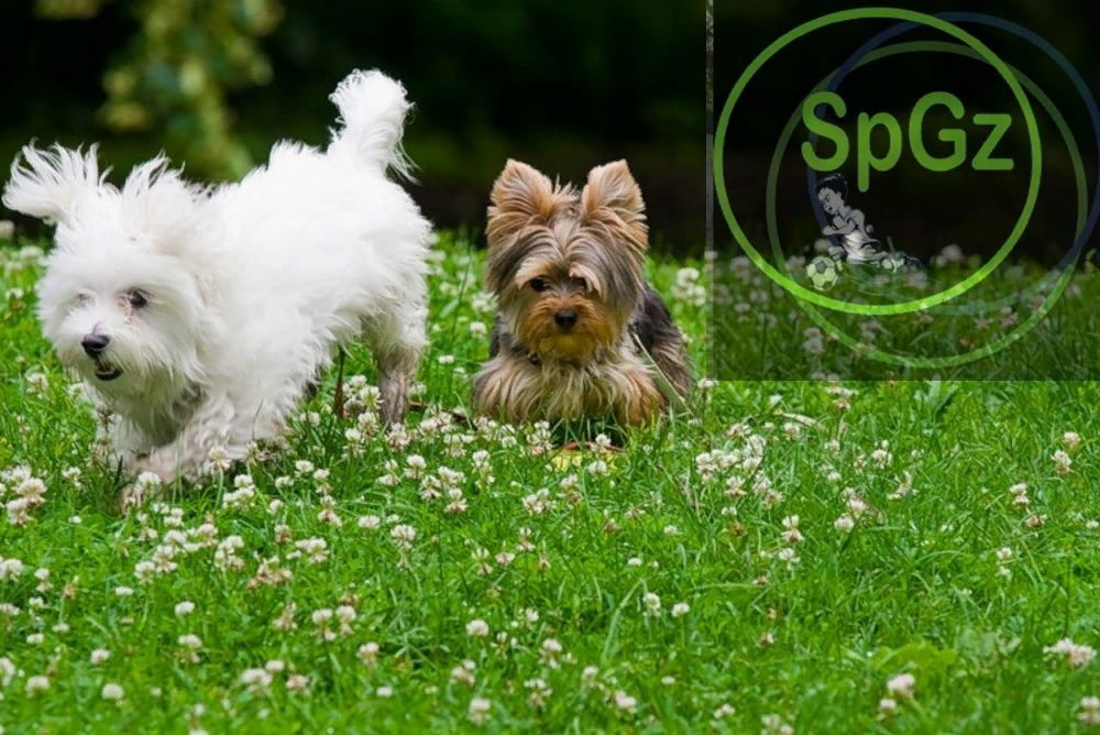 DOG Grass газон Спорт Игра 1кг микро клевер 30% для собак и людей 1кг