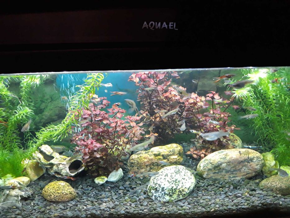 Roślina akwariowa Ludwigia mini super red