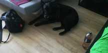 Labrador w dobre ręce