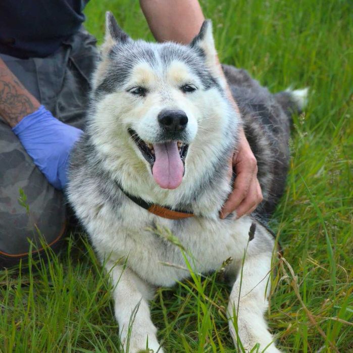 Asza w typie HUSKY szuka domku