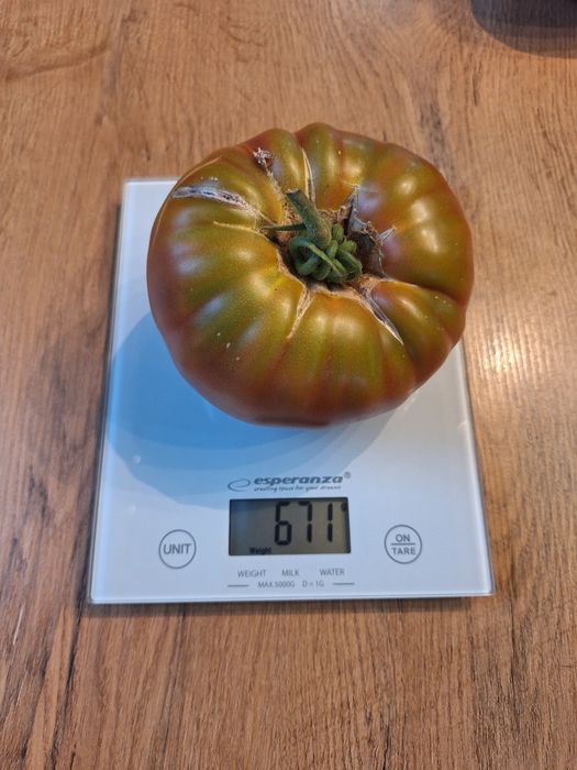 Nasiona kolekcjonerskie pomidorów