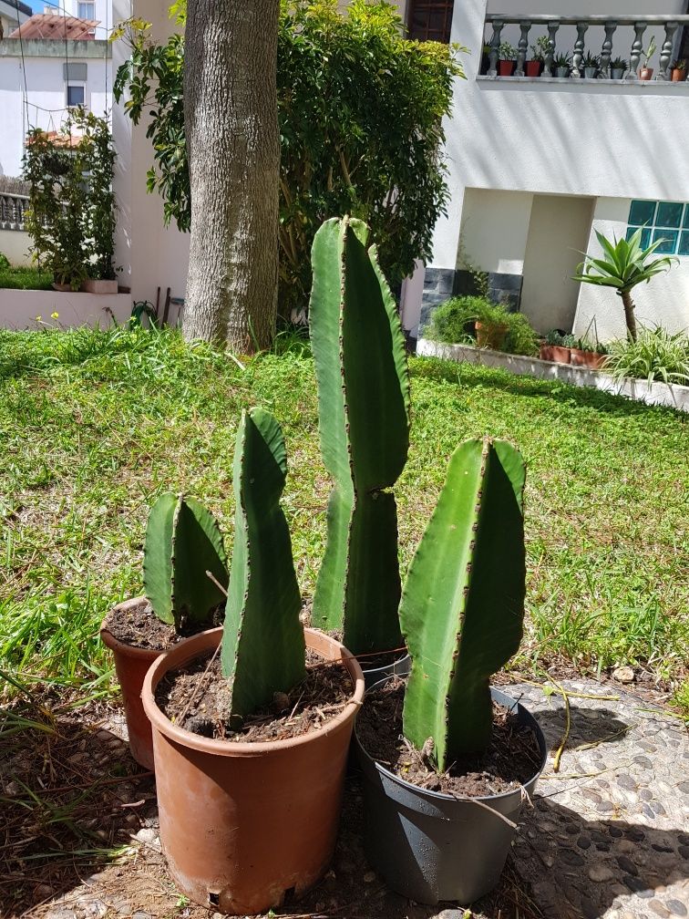 Cactos EUFORBHIA (vários)