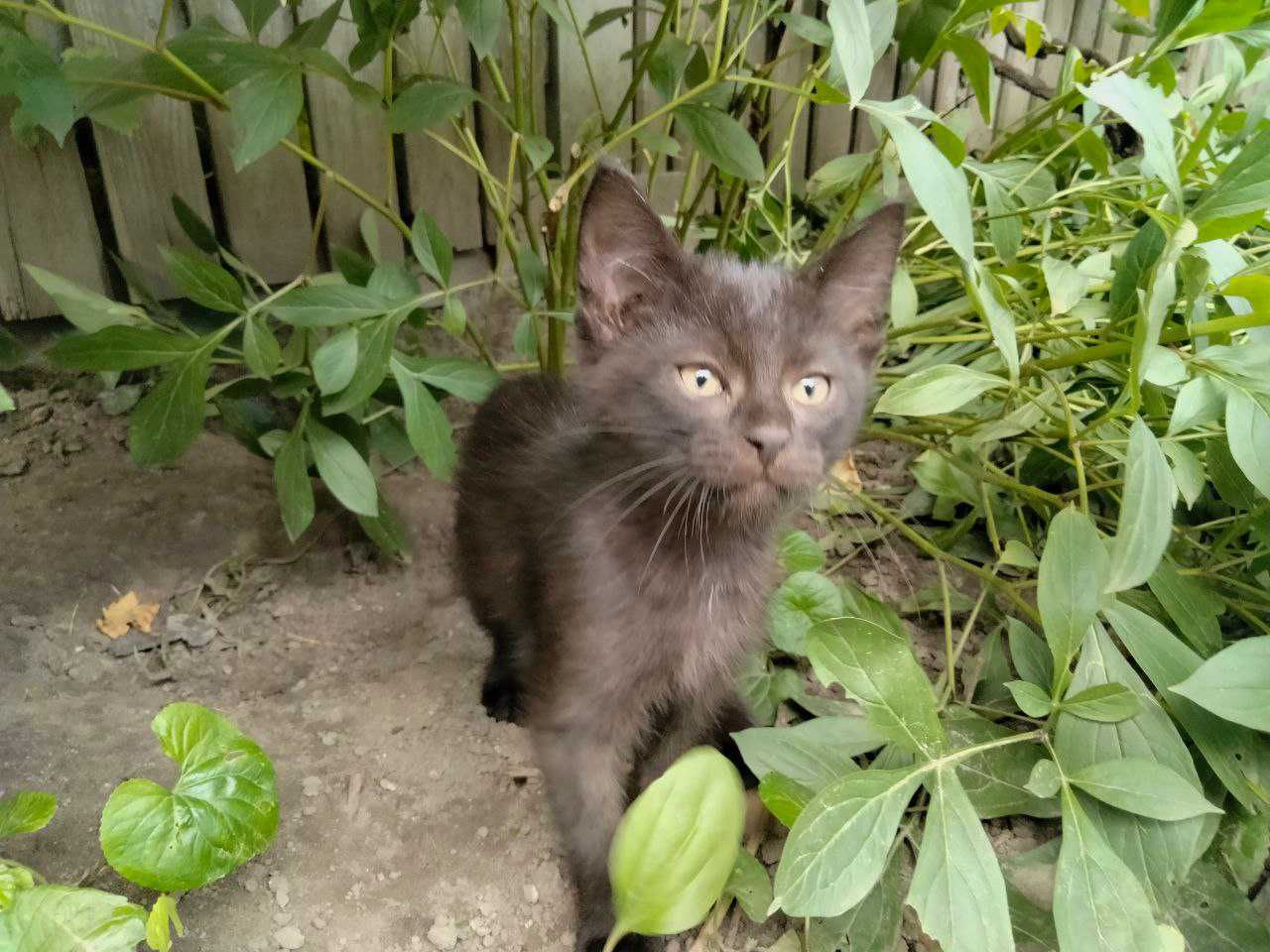 Кошенята шукають люблячу родину