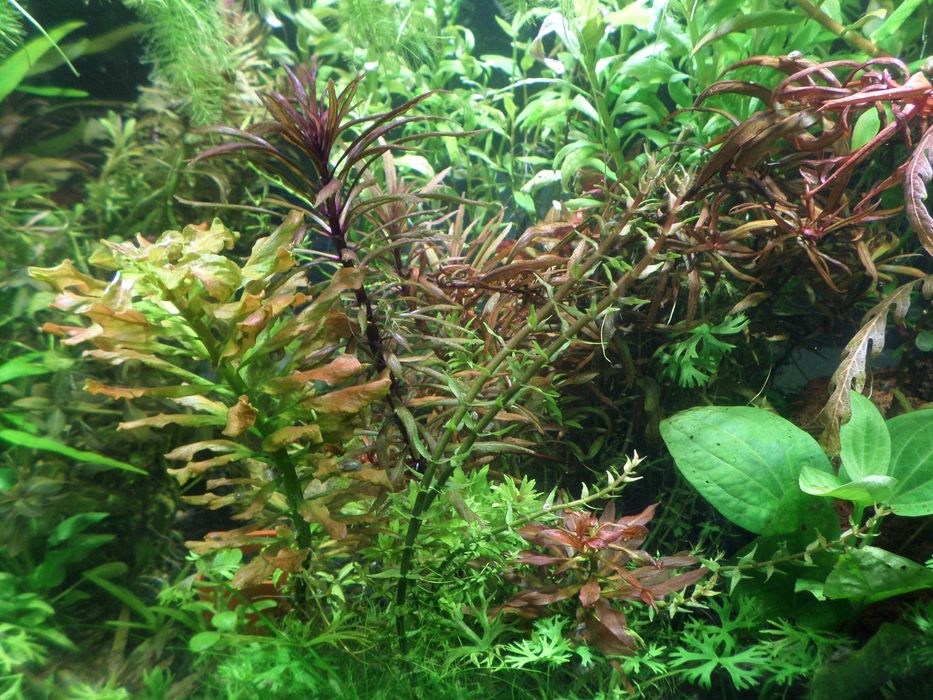 продам аквариумные растения и креветки неокаридины