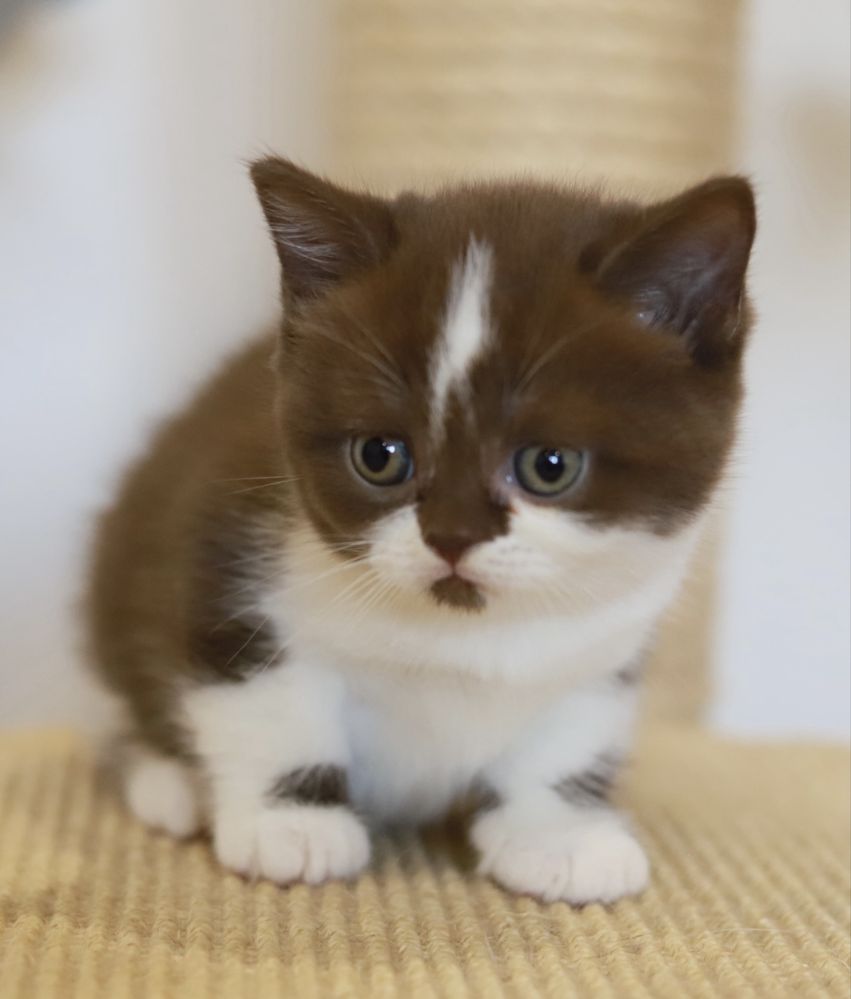 Fêmea  British Shorthair com LOP