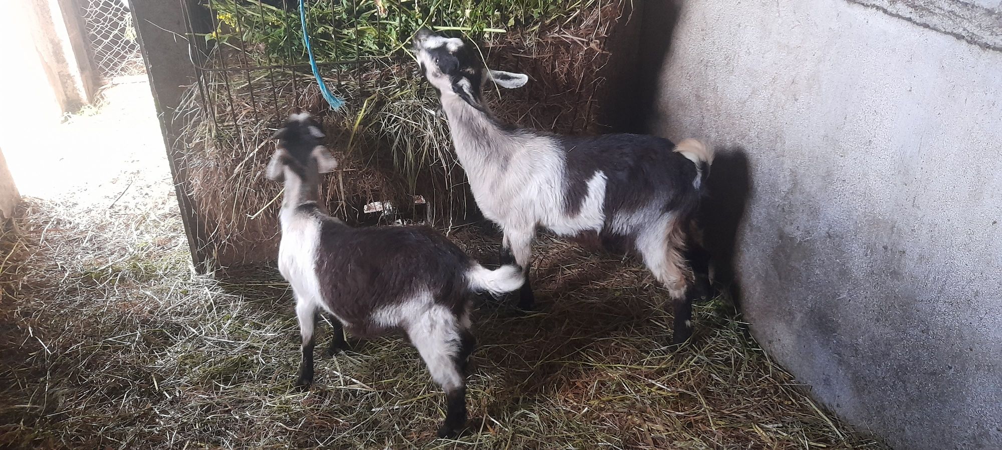 Vendo cabritos 3/4meses