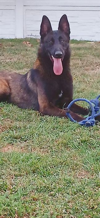 OWCZAREK Belgijski Malinois FCI