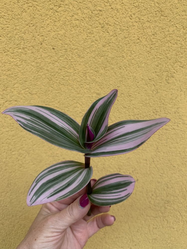 Tradescantia Nanouk szczepka
