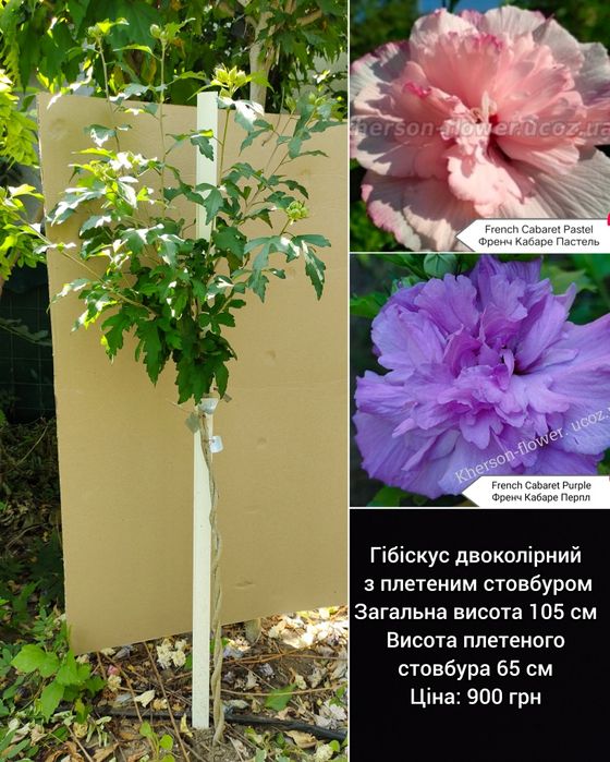 Виолет Клер Дабл - махровый древовидный гибискус