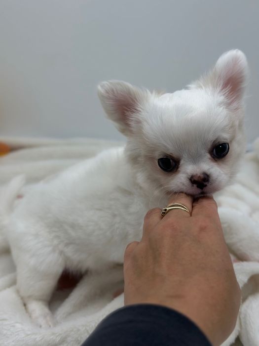 Sunia Chihuahua długowłosy FCI